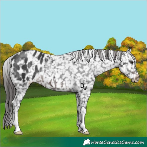 Horse Color:Brown Blanket Rabicano 