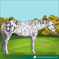 Horse Color:Brown Appaloosa Rabicano
