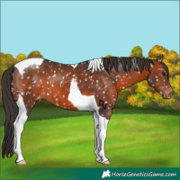 Horse Color:Brown Tobiano Snowflake Varnish