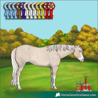 Horse Color:Cremello Roan Splash 