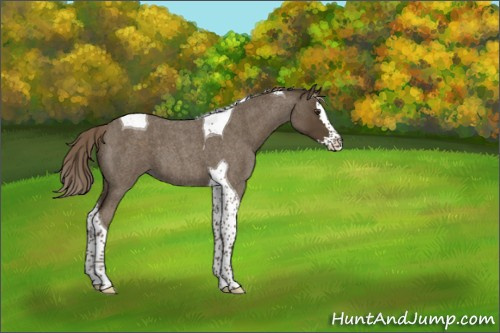 Horse Color:Chocolate Palomino Roan Splash Tobiano 