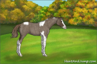 Horse Color:Chocolate Palomino Roan Splash Tobiano