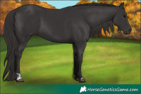 Horse Color:Smoky Black  and Smoky Black 