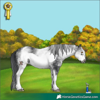 Horse Color:White Spotted Black Frame 