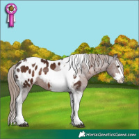 Horse Color:Liver Chestnut Splash Tobiano Appaloosa Rabicano 