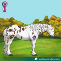 Horse Color:Liver Chestnut Splash Tobiano Appaloosa Rabicano