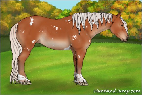 Horse Color:White Spotted Silver Bay Tobiano Rabicano 