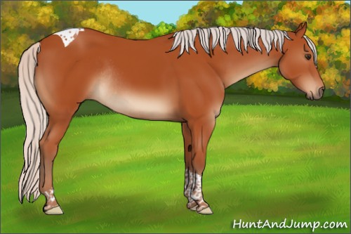 Horse Color:Silver Brown Tobiano Rabicano 