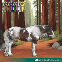 Horse Color:White Spotted Silver Brown Splash Tobiano Rabicano