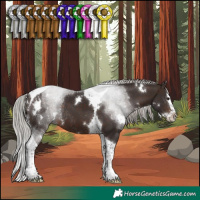 Horse Color:White Spotted Silver Brown Splash Tobiano Rabicano 