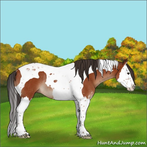 Horse Color:Brown Sabino Splash Tobiano Rabicano 