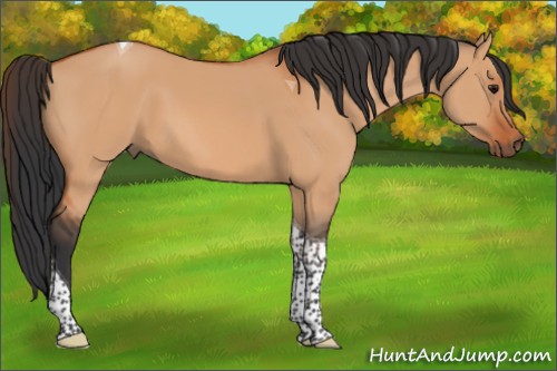 Horse Color:Bay Dun Tobiano