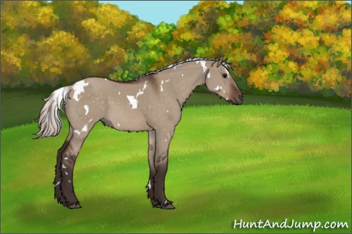 Horse Color:White Spotted Silver Brown Dun 