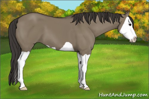 Horse Color:Smoky Grullo Splash 