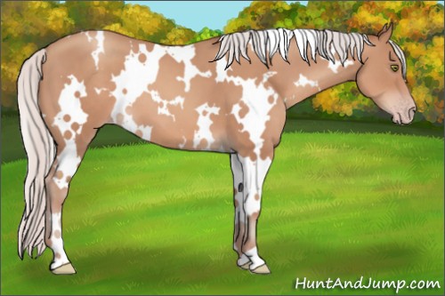 Horse Color:White Spotted Silver Classic Champagne 