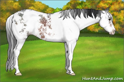 Horse Color:Brown Ice Sabino