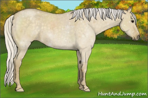 Horse Color:Silver Smoky Grullo Roan 