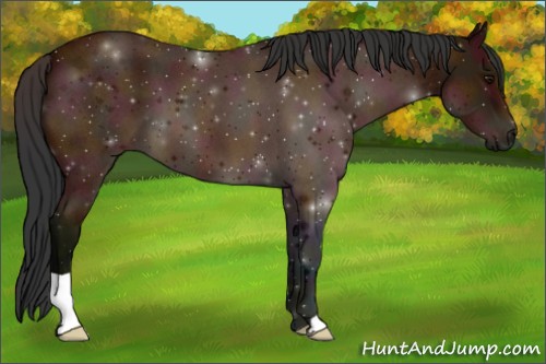 Horse Color:Midnight Bay Roan 