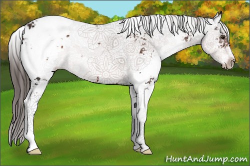 Horse Color:Liver Chestnut Sabino