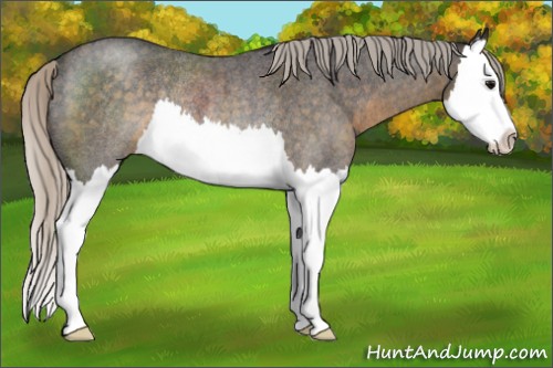Horse Color:Silver Smoky Blue Roan Splash Rabicano