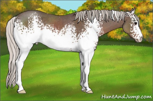 Horse Color:White Spotted Silver Blue Roan Rabicano 