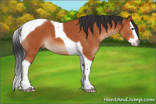 Horse Color:Bay Splash Tobiano 