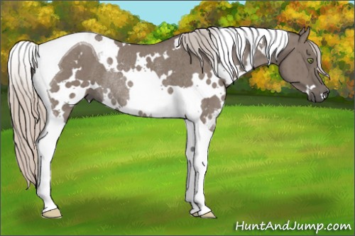 Horse Color:White Spotted Silver Grullo Tobiano Rabicano Brindle 