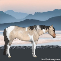 Horse Color:Brown Dun Tobiano Rabicano