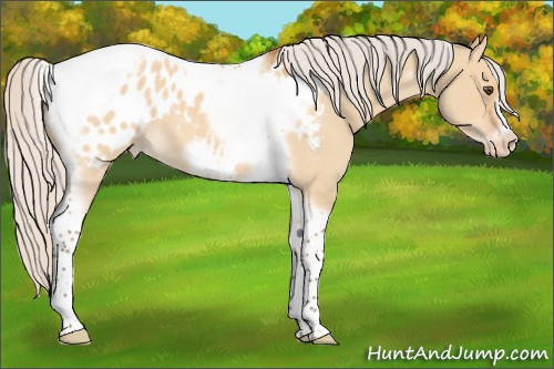 Horse Color:Silver Bay Roan Dun Tobiano Frame Appaloosa 