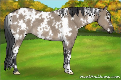 Horse Color:White Spotted Brown Dun 