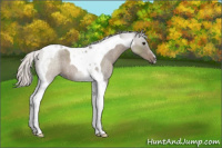 Horse Color:Silver Grullo Roan Tobiano 