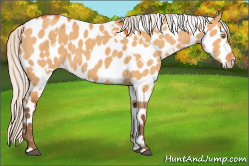 Horse Color:White Spotted Silver Buckskin Dun Appaloosa 