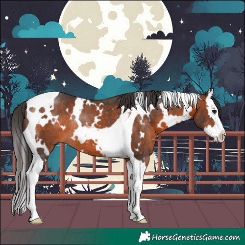 Horse Color:White Spotted Brown Splash Tobiano Rabicano 