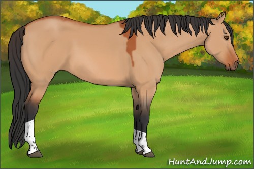 Horse Color:Bay Dun Tobiano 