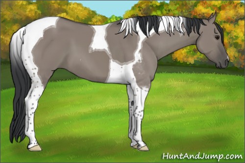 Horse Color:Grullo Tobiano 