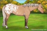 Horse Color:Silver Bay Dun Tobiano Blanket 