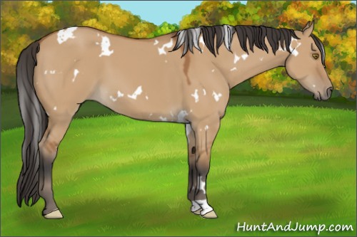 Horse Color:White Spotted Bay Dun 