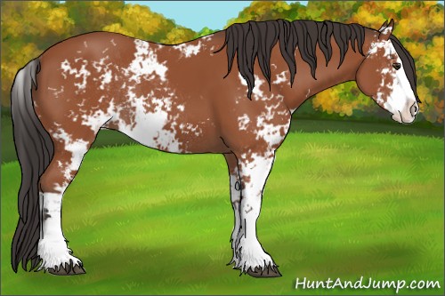 Horse Color:Bay Sabino Rabicano 