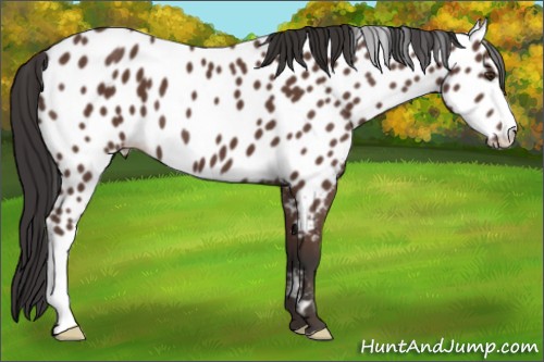 Horse Color:Bay Appaloosa 