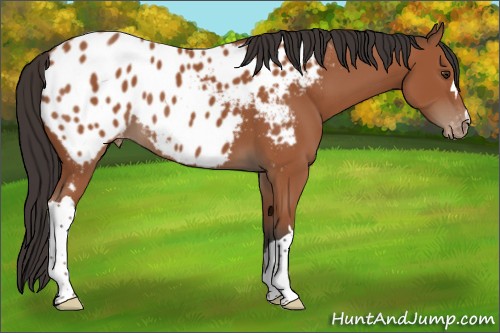 Horse Color:Bay Appaloosa 