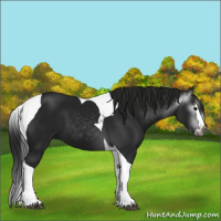 Horse Color:Gray Black Splash Tobiano 