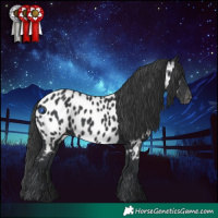 Horse Color:Black Appaloosa