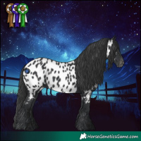 Horse Color:Black Appaloosa