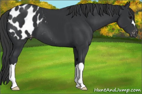 Horse Color:Black Appaloosa 