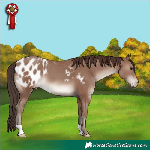 Horse Color:Classic Champagne Appaloosa 