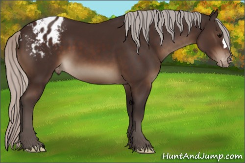 Horse Color:Silver Brown Appaloosa 