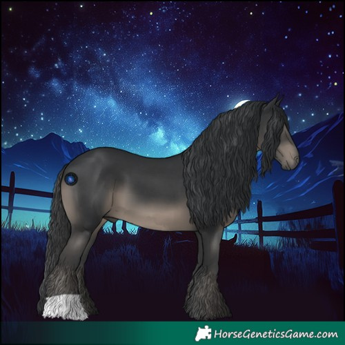 Horse Color:Black 