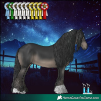 Horse Color:Black 