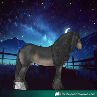 Horse Color:Black 