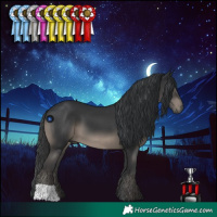 Horse Color:Black 